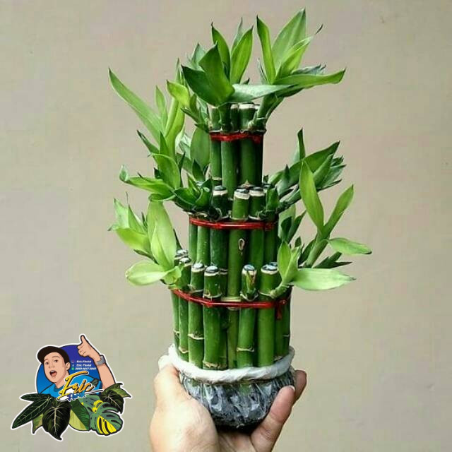TERMURAH Tanaman hias Bambu Rejeki / Bambu Hoki - PAGODA - BAMBU CINA SRI REJEKI