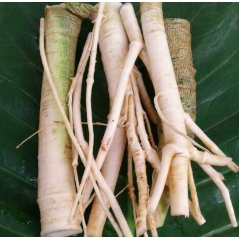 

New Promo Akar pepaya segar 250 gram akar gandul fresh