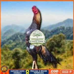 

telur tetas ayam shamo petarung jumbo valid super garansi UD NAFII FARM ID