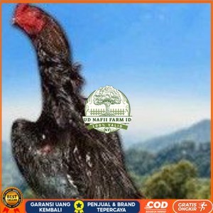 

telur tetas ayam shamo super jumbo ori super garansi UD NAFII FARM ID