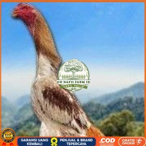 

TELUR SHAMO ORI JAPAN (TERLARIS) UD NAFII FARM ID