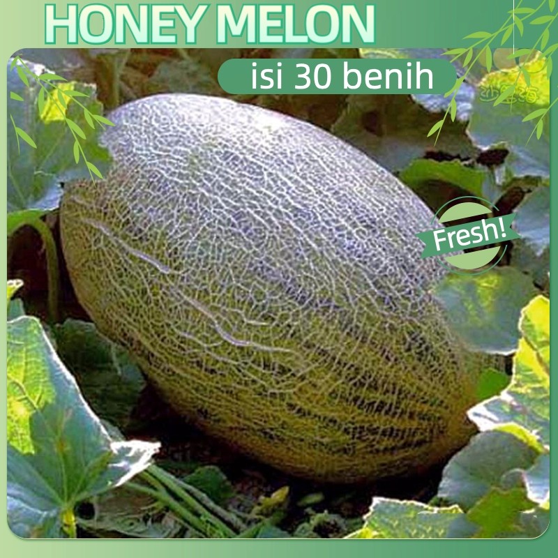 cocok untuk pemula-30Benih Melon Jumbo F1 Hibrida Bibit Buah Melon Orange Manis Super Besar Bintang 
