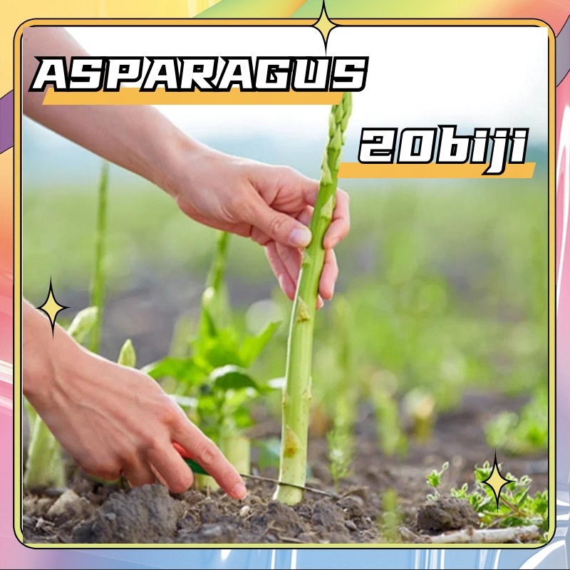 Kadar kecambah 90% Isi 20 Butir Benih Biji - Asparagus F1 Varietas UC800 - TERBUKTI PANEN MELIMPAH D