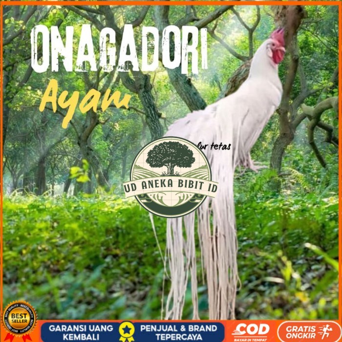 

telur ayam ekor panjang / ayam hias onagadori original berkualitas UD ANEKA BIBIT ID