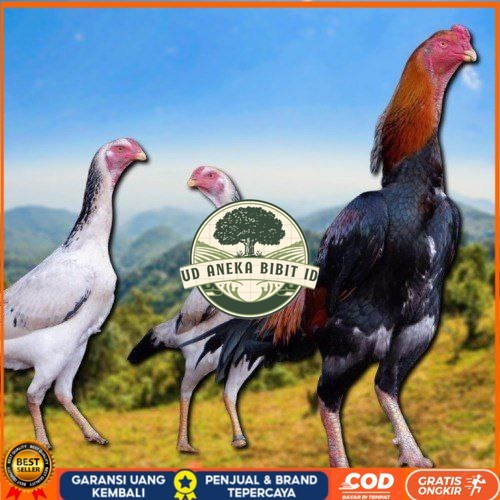 

telur fertil ayam shamo japan UD ANEKA BIBIT ID