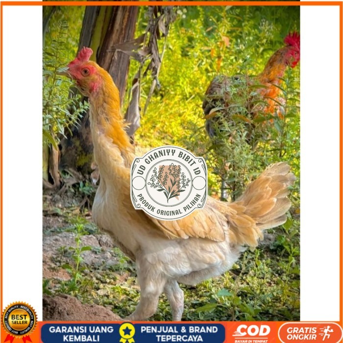 ayam Plucker/Plakerr mewah(telur fertill) original berkualitas UD GHANIYY BIBIT ID