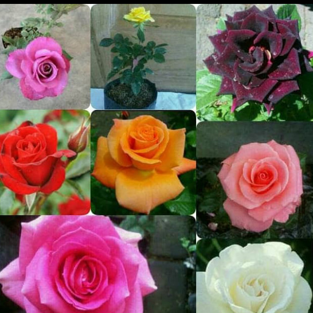 TANAMAN HIAS BUNGA MAWAR HOLLAND-POHON MAWAR HOLLAND