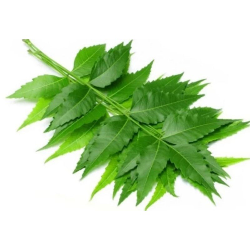 

Daun mimba segar,daun intaran,daun inbo,daun herbal