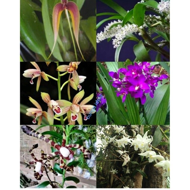 paket angrek 6 jenis angrek