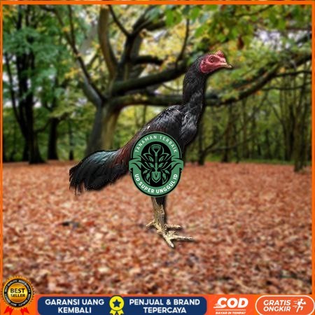 

Telur Ayam Pakhoy Jumbo Vertil Siap Di Tetaskan Jaminan Super Oiginal Bergaransi valid UD_SUPER_UNGGUL_ID
