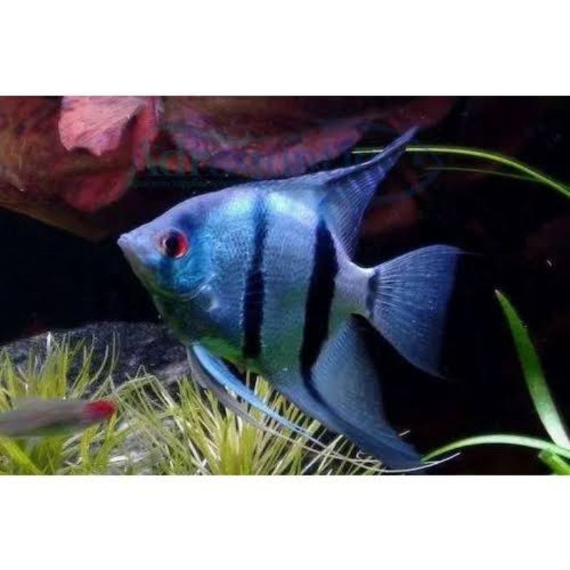 MANFISH BLUE PINOY Hiasan Aquarium