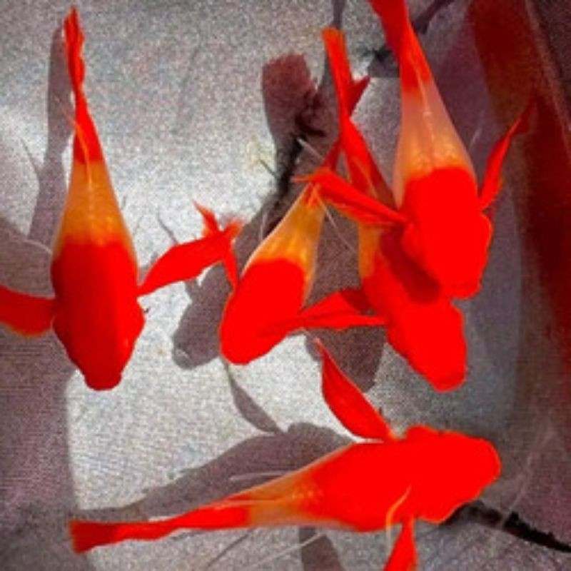 HIASAN AQUARIUM SEPASANG GUPPY RIBBON RED LONG EARS LINE VIETNAM