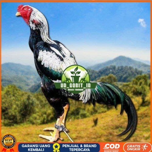 

telur ayam shamo tarung super garansi UD_GOBIT_ID