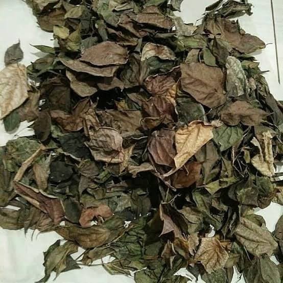 

Daun Sirih Merah Kering (1kg) / Obat Herbal Bau Mulut, Bau Badan