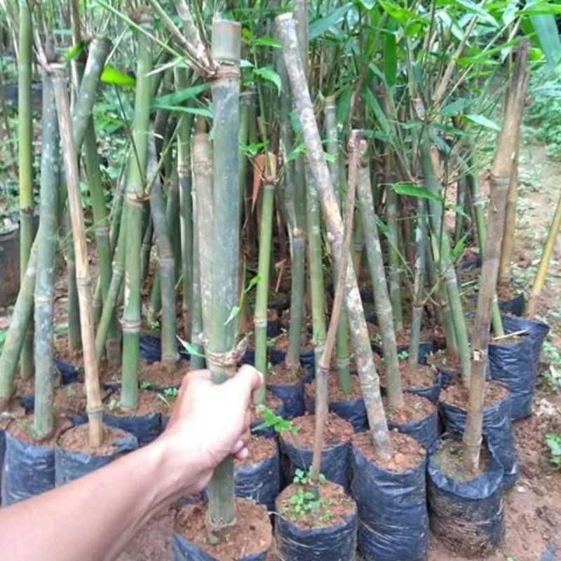 Bibit Bambu Petung / Bibit Bambu Petung Siap Tanam
