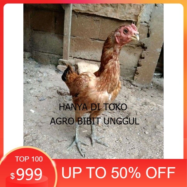 

5pcs ==Asel Beak Parrot terlur terlaris original berkualitas agro.bibit.unggul
