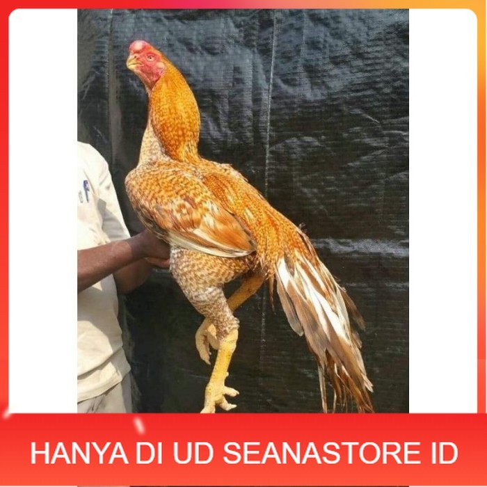 

TELUR PHAKOY MURAH FRESH FERTIL original berkualitas UD SEANASTORE ID