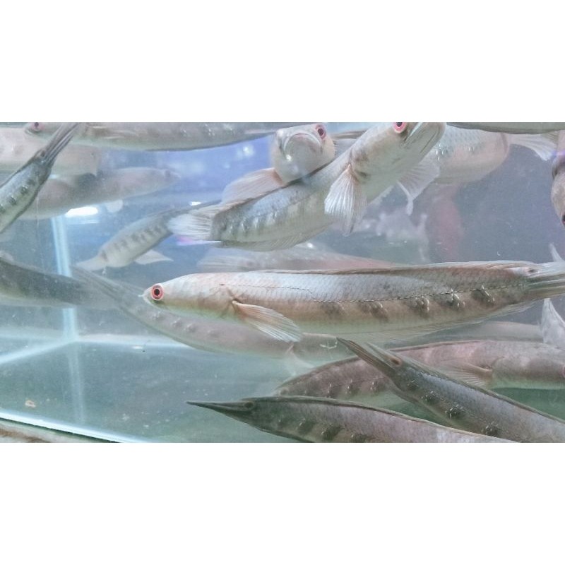 (GARANSI D.O.A)CHANNA MARU YS FULL CABUNG 14-23CM FREE STICKER,MARU YELLOW SENTARUM TERBAIK SORTIRAN