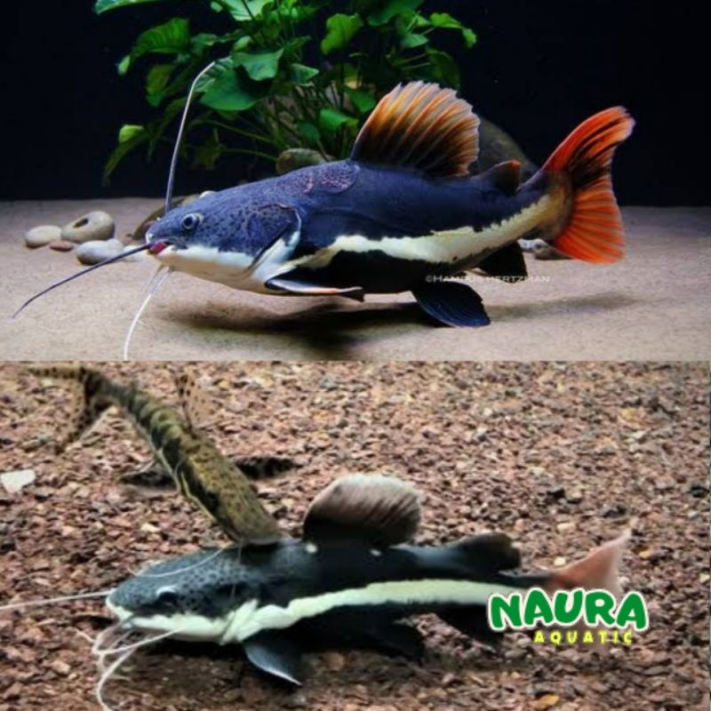 ikan RTC red tail catfish / ikan redtail catfish 8-10 ikan hias RTC catfish red / ikan hias rtc  red