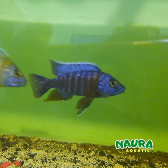 Aulonocara Red Flush | Malawi cichlid 7-8 CM