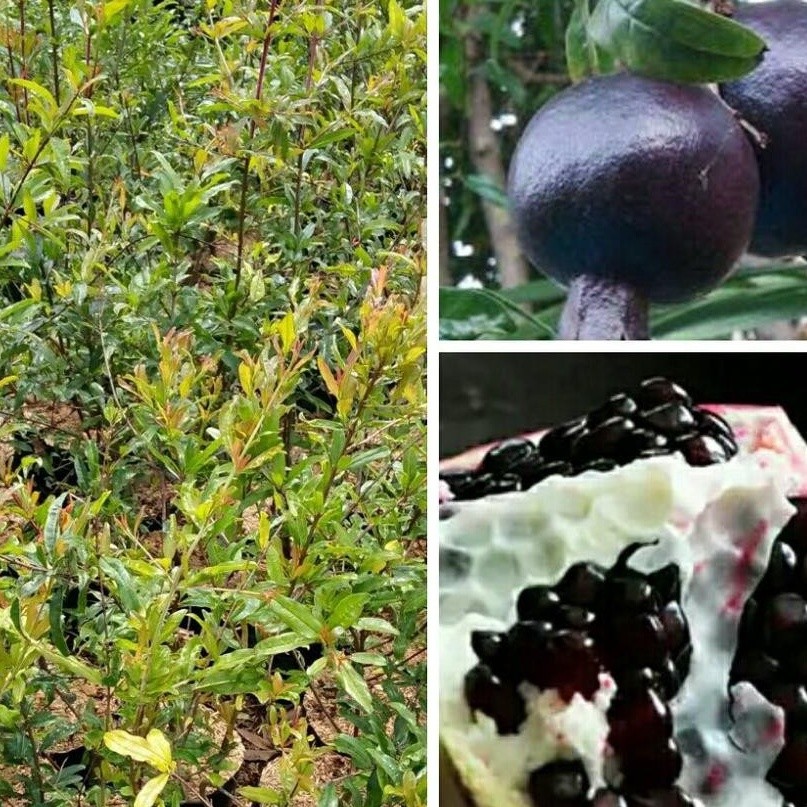 BUAH DELIMA HITAM JUMBO - Bibit Tanaman Buah Delima Hitam Jumbo Siap Berbunga