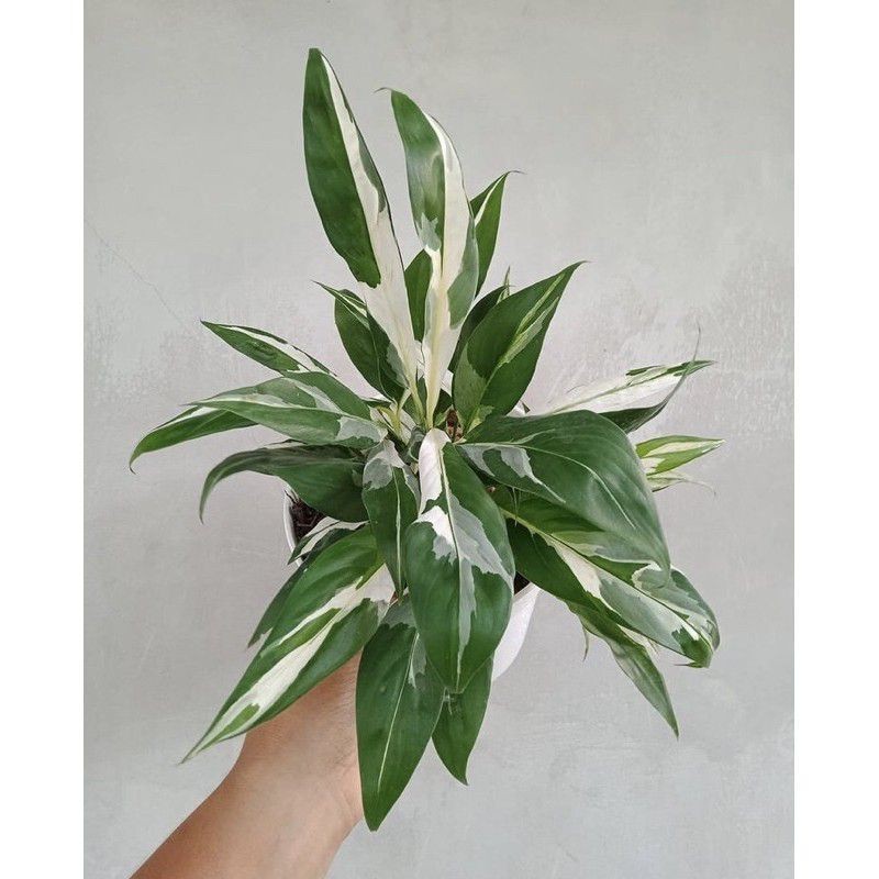 Tanaman Hias Bunga Peach Lily SepatuFillum Varigata - Penyeram Racun