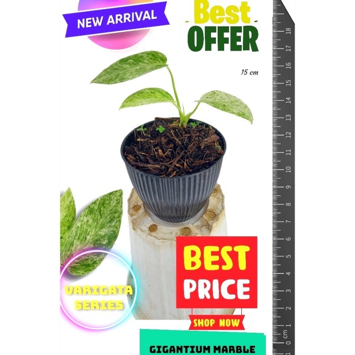 marble gigantium tanaman hias hidup