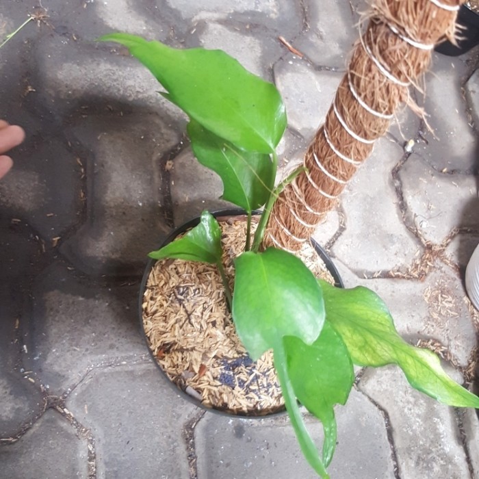 philodendron skeleton key