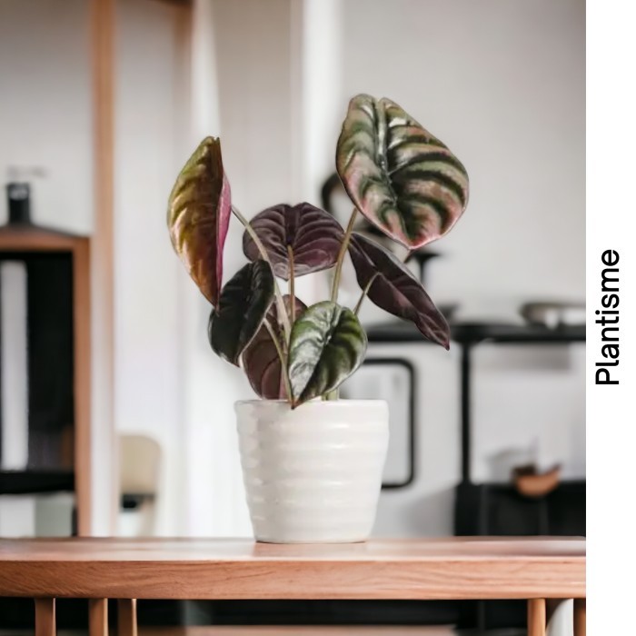 Alocasia Cuprea Red Secret