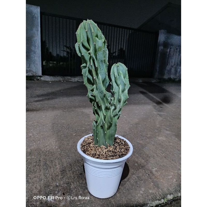 (BISA COD) Tanaman Kaktus Lilin Cabang / Kaktus lilin bercabang / Bunga Kaktus lilin / Kaktus Pagoda