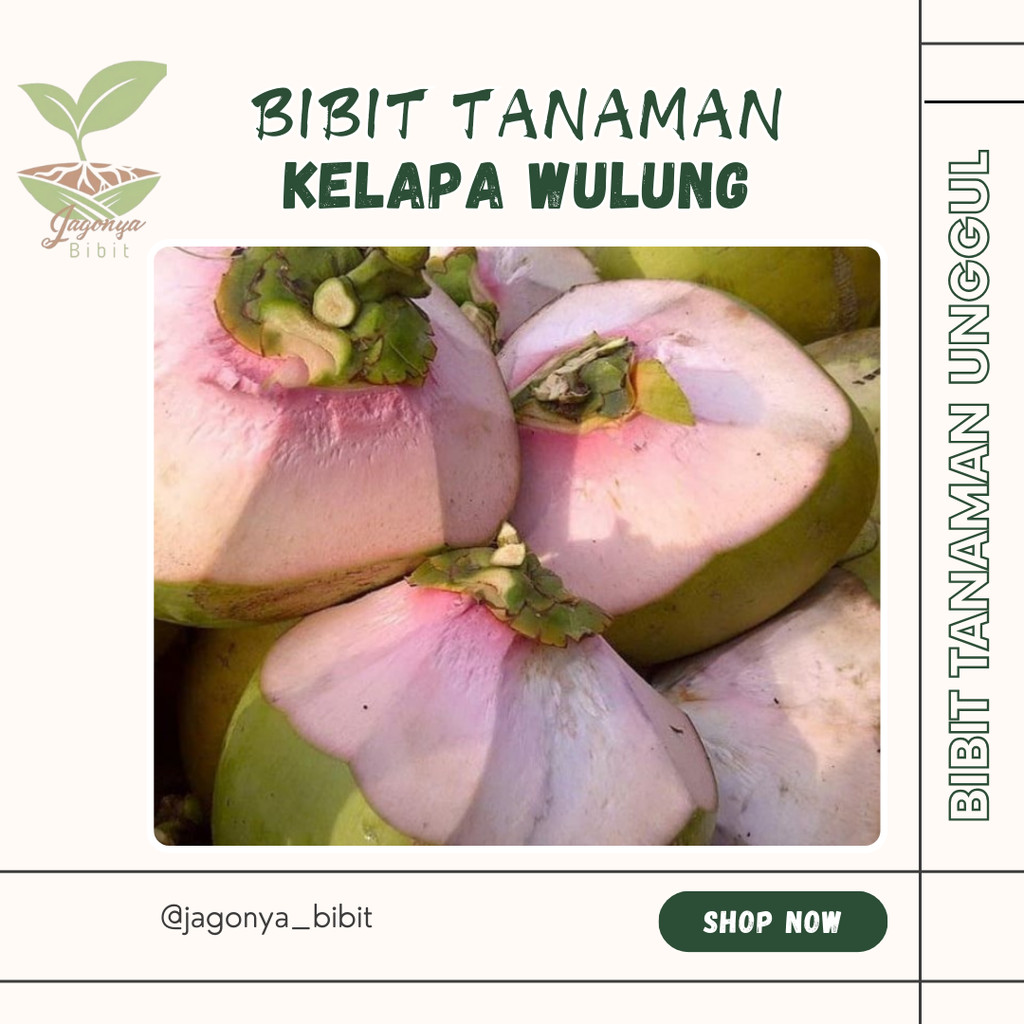 

KELAPA WULUNG AKAR MERAH