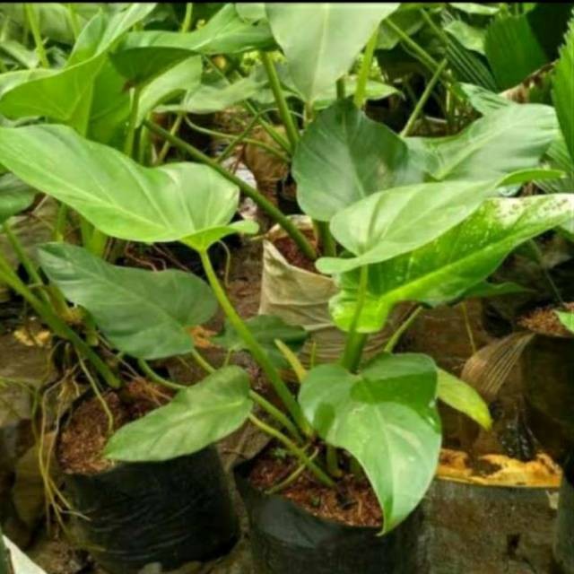 TANAMAN PHILO MARBLE - PHILODENDRON MARBLE GIGANTIUM - POHON HIAS MARBEL