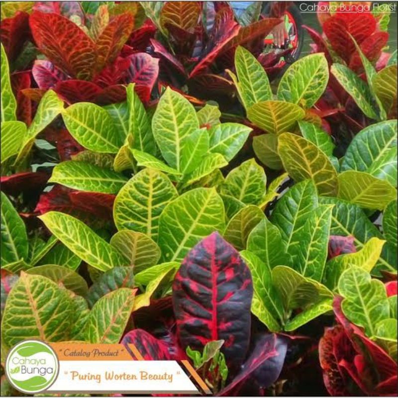 Tanaman hias puring worten beauty - puring worten