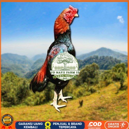 

telur tetas ayam shamo eropa UD NAFII FARM ID