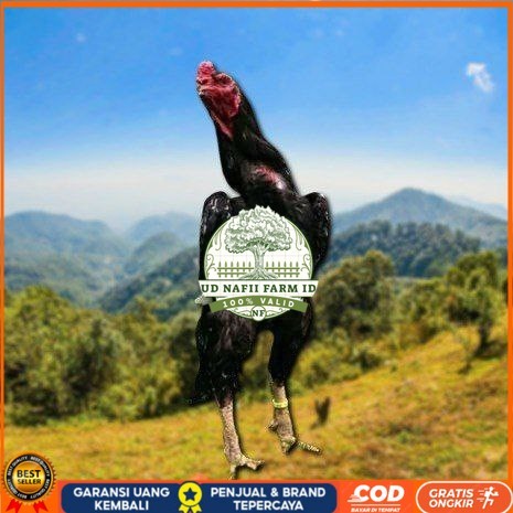 

telur ayam cos shamo ori bisa untuk di tetaskan UD NAFII FARM ID