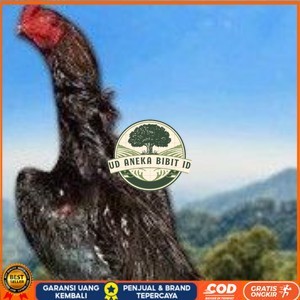 

telur tetas ayam shamo super jumbo ori super garansi UD ANEKA BIBIT ID