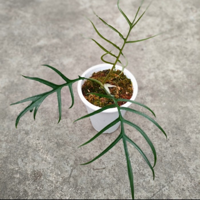 Tanaman hias Philodendron tortum - philodendron tortum murah