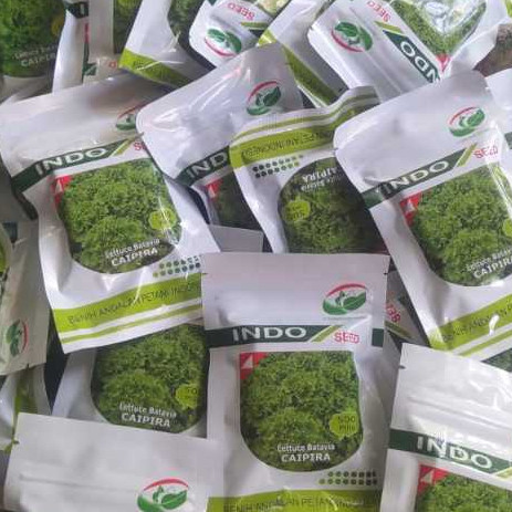 PROMO / Benih Selada Batavia Caipira Kemasan 500 Pils Asli Original Pabrik / Benih Selada Caipira in