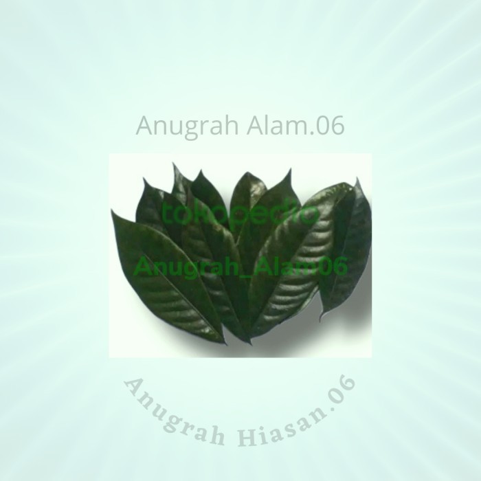 

Daun Pala Basah 100 Gram Segar (Fresh)