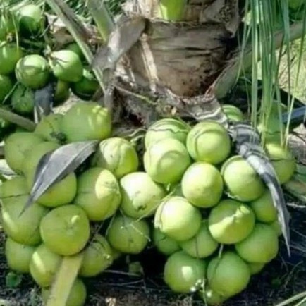 Cod Bibit kelapa gejah entok berkualitas / kelapa hibrida super lebat .