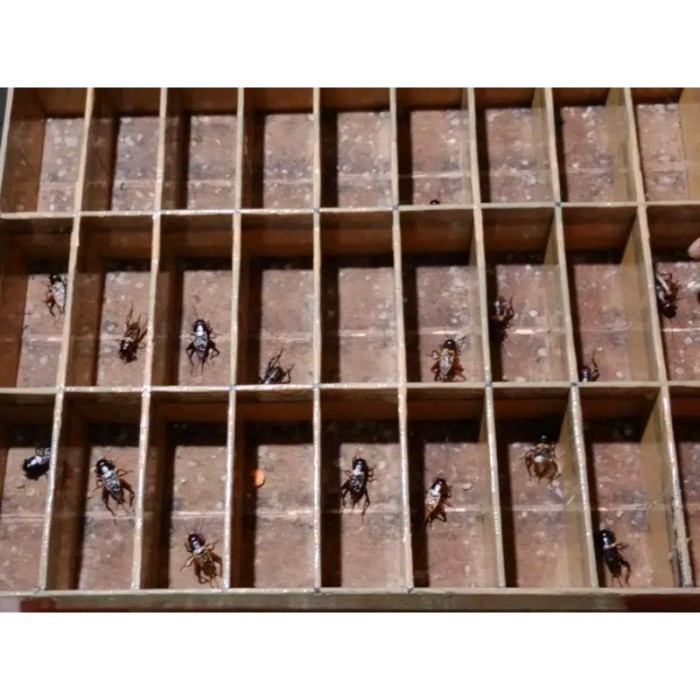 garut jangkrik aduan / jangkrik kalung / jangkrik masteran/ jangkrik - Bunyi, M s m l xl