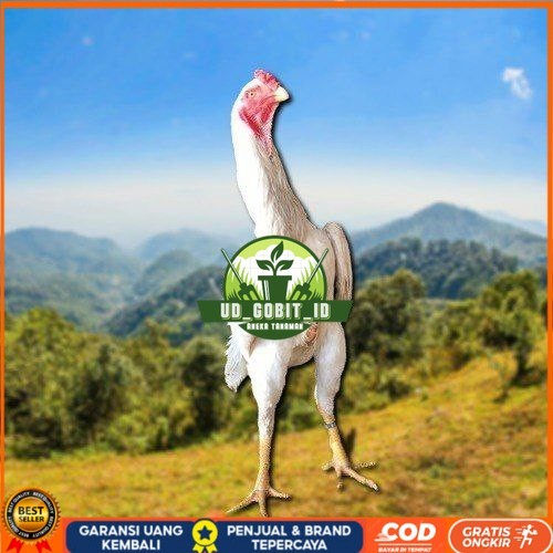 

telur tetas ayam shamo berkualitas UD_GOBIT_ID