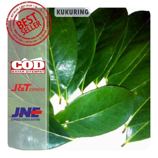 

[ BISA COD ] DAUN SIRSAK SEGAR 1KG [ FRESH PRODUK ]
