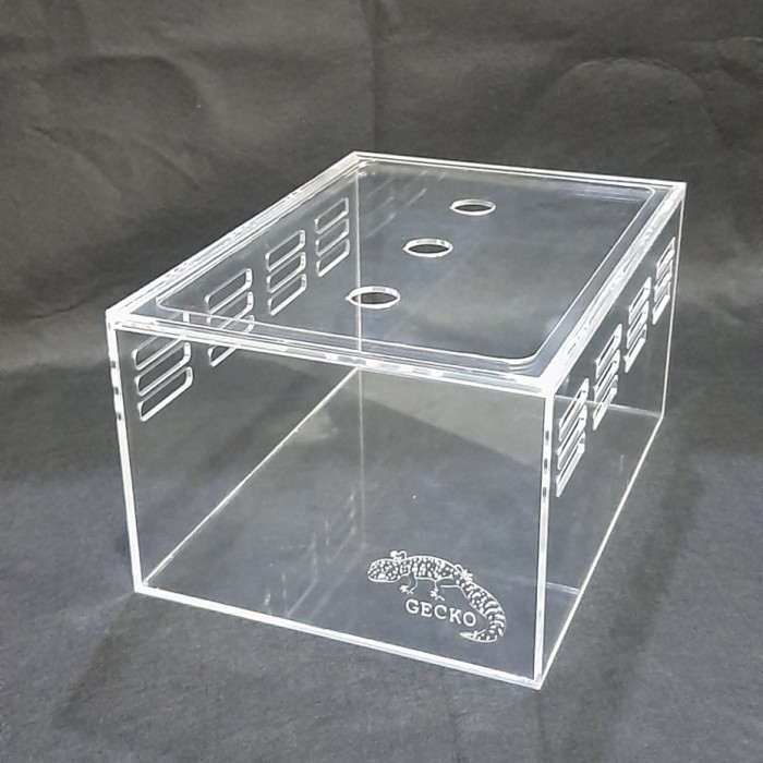 box gecko soliter gecko rumah gecko