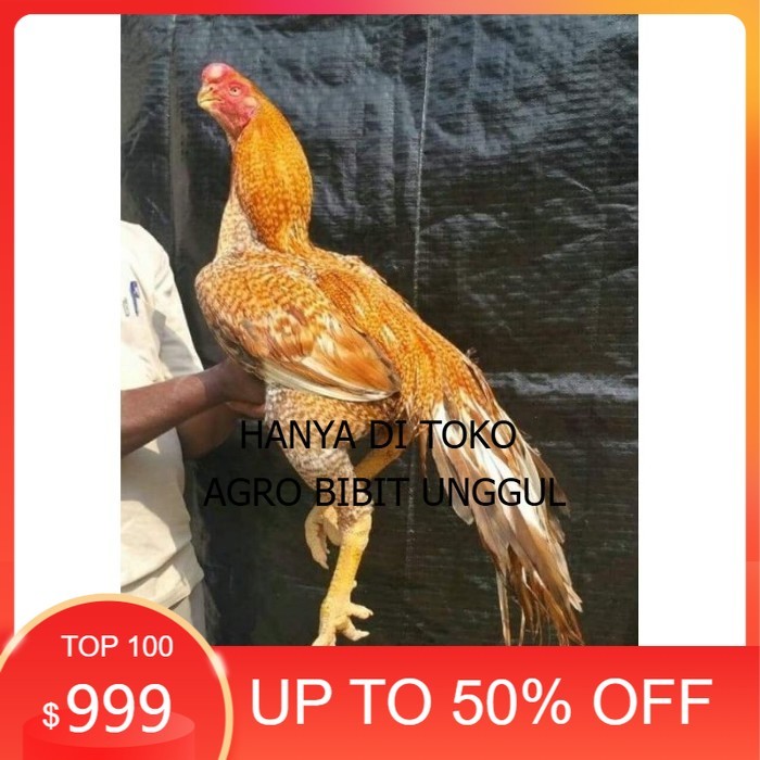 

TELUR PHAKOY MURAH FRESH FERTIL original berkualitas agro.bibit.unggul