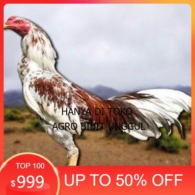 

telur tetas ayam pama berkualitas unggul agro.bibit.unggul