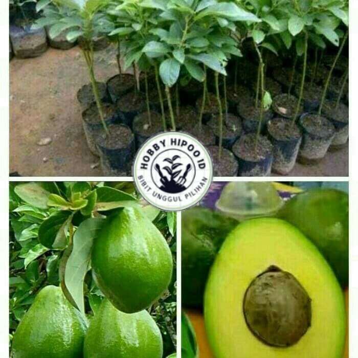 paket 10 bibit alpukat 5 macam jenis Hobby Hipoo ID