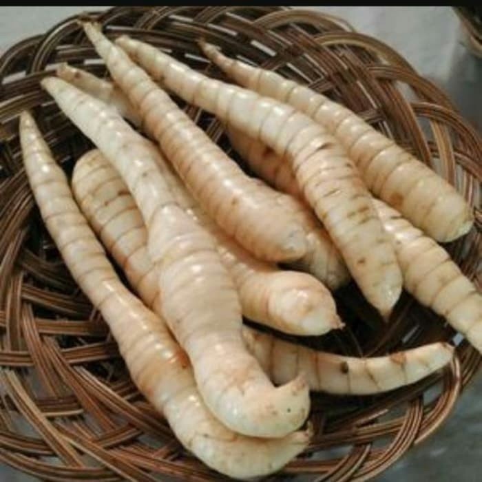 

umbi garut atau temu kunci segar 1kg ,