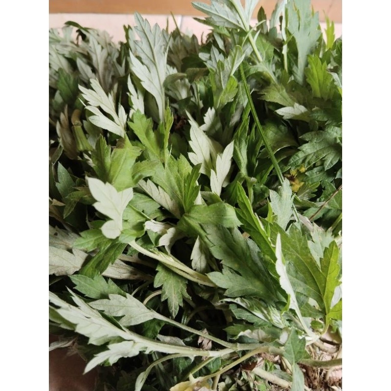 

daun baru cina daun lokat mala/daun mugwort fress 1kg