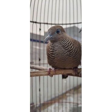 PERKUTUT MAJAPAHIT JANTAN MULUS